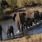 África do Sul – Elefantes
