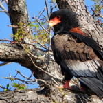 África do Sul – Aves de rapina