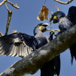 Viagem: Pantanal Norte – Transpantaneira, um dos melhores lugares para fotografar fauna no Brasil, jul/13