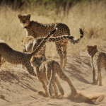 Monotemáticas: guepardos
