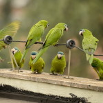 Aves da minha janela – Vila Madalena – SP