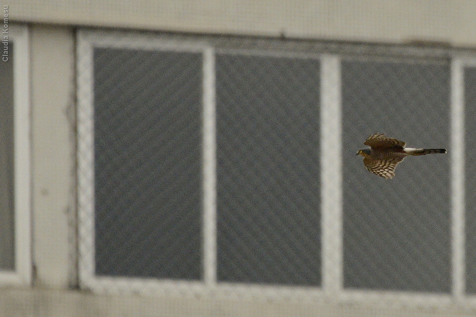 Peguei a câmera e foi uma alegria depois descobrir que era um gavião-miúdo. Não é uma ave rara, mas eu nunca tinha visto em São Paulo.