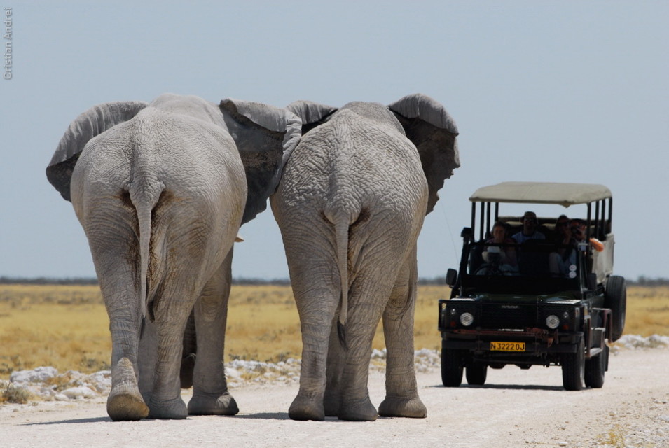 Preciso dizer que esse jeep estava muito errado. Ele tinha que ter dado ré bem rápido, não se bloqueia o caminho de elefantes.