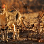Monotemáticas: gato-selvagem-africano