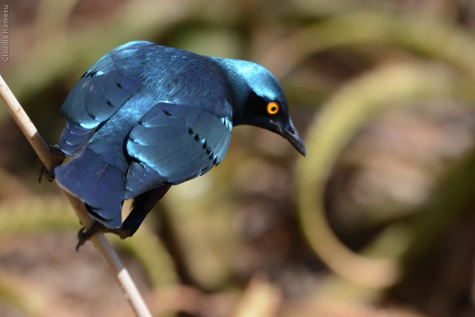 Greater Blue-eared Starling