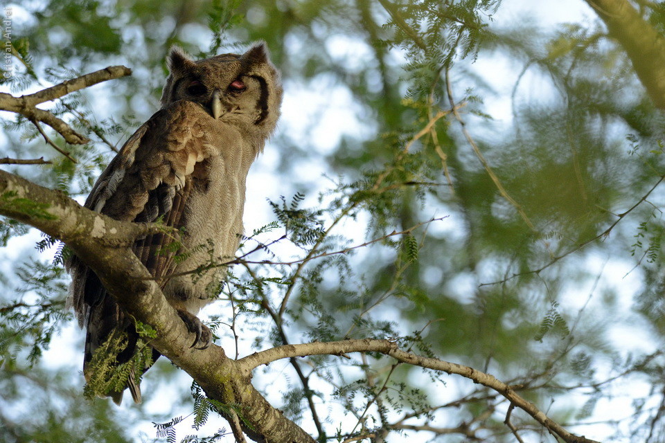 Verraux's Eagle-Owl, 1,40 de envergadura, quase 3kg