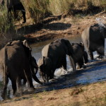 África do Sul 2011 – primeira vez no Kruger
