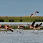 Birdwatching na Lagoa do Peixe – Tavares – RS, abr/2016
