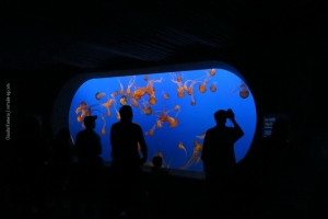 Monterey-Aquarium_02