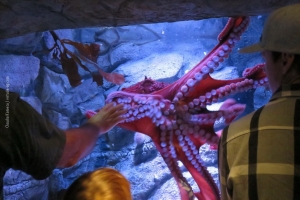Monterey-Aquarium_04