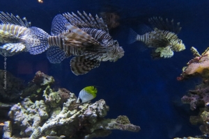 Monterey-Aquarium_09
