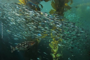 Monterey-Aquarium_11