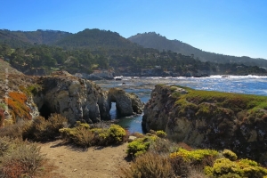 Point-Lobos_nature_29