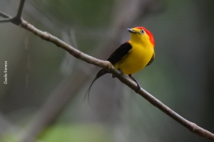 Amazonia_birding_nov2017_17