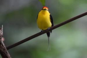 Amazonia_birding_nov2017_18