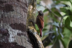Amazonia_birding_nov2017_20