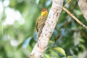 Amazonia_birding_nov2017_33