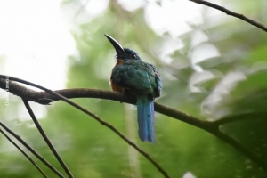 Amazonia_birding_nov2017_60