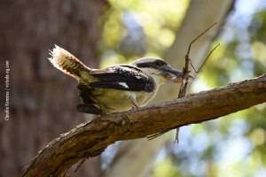 Australia_birds_23