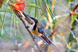 Australia_birds_24