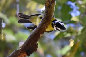 Australia_birds_36