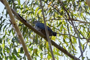 Australia_birds_46