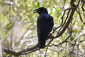 Australia_birds_56