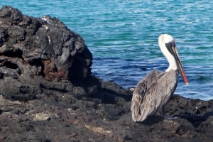 Galapagos_Dani_44