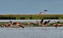 Birdwatching na Lagoa do Peixe – Tavares – RS, abr/2016