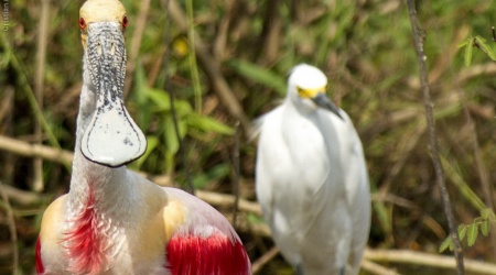 Monotemáticas: Olha pra Mim – Pantanal 2013