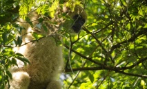 Passeio: fim de semana na Bacury, reserva de Mata Atlântica que ainda abriga o mono-carvoeiro. Perto de Piracicaba – SP, abr/09