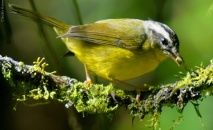 Passeio: Muitas aves em São Luís do Paraitinga e em Ubatuba, maio/09