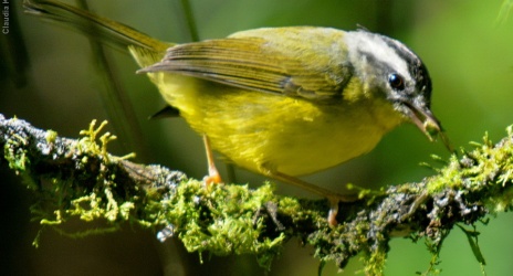 Passeio: Muitas aves em São Luís do Paraitinga e em Ubatuba, maio/09