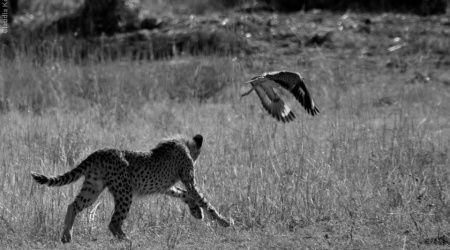 Monotemáticas: jovem guepardo e o Spotted Thick-knee