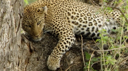 Monotemáticas: leopardos