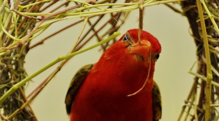 Monotemáticas: Red-headed Weaver