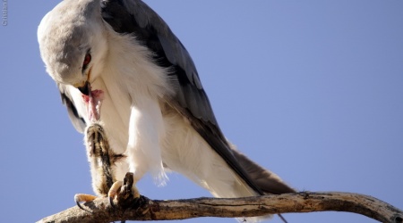 Monotemáticas: Black-shouldered Kite