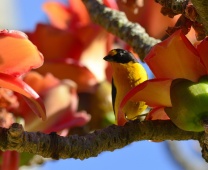 Passeio: Itu e Salto – SP. Árvore enfeitada de flores e passarinhos. Jaçanãs na contraluz, ago/12