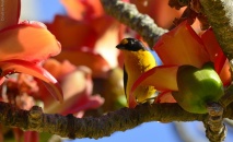 Passeio: Itu e Salto – SP. Árvore enfeitada de flores e passarinhos. Jaçanãs na contraluz, ago/12