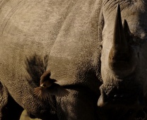 Viagem: África 2011, parte 1: rhino trip, com Daniel e vovôs