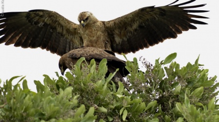 Monotemáticas: Tawny Eagle – papinho