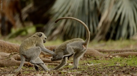 Monotemáticas: Capoeira de Vervet Monkeys